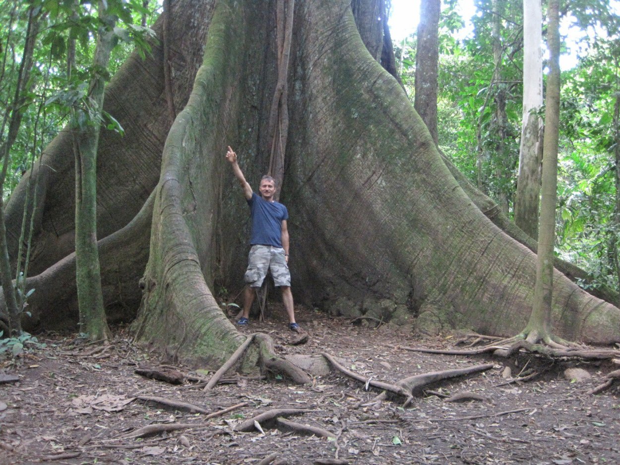 Триплохитон дерево