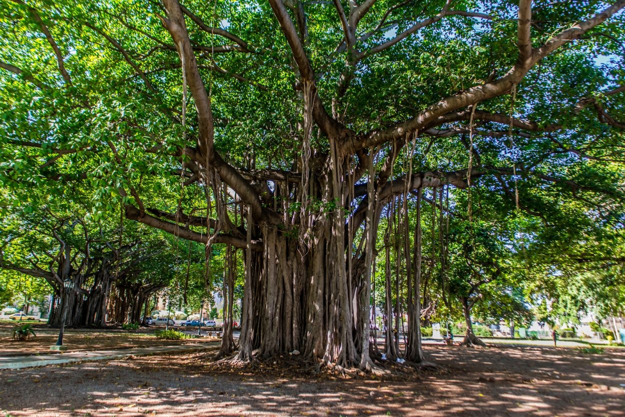Сейба дерево