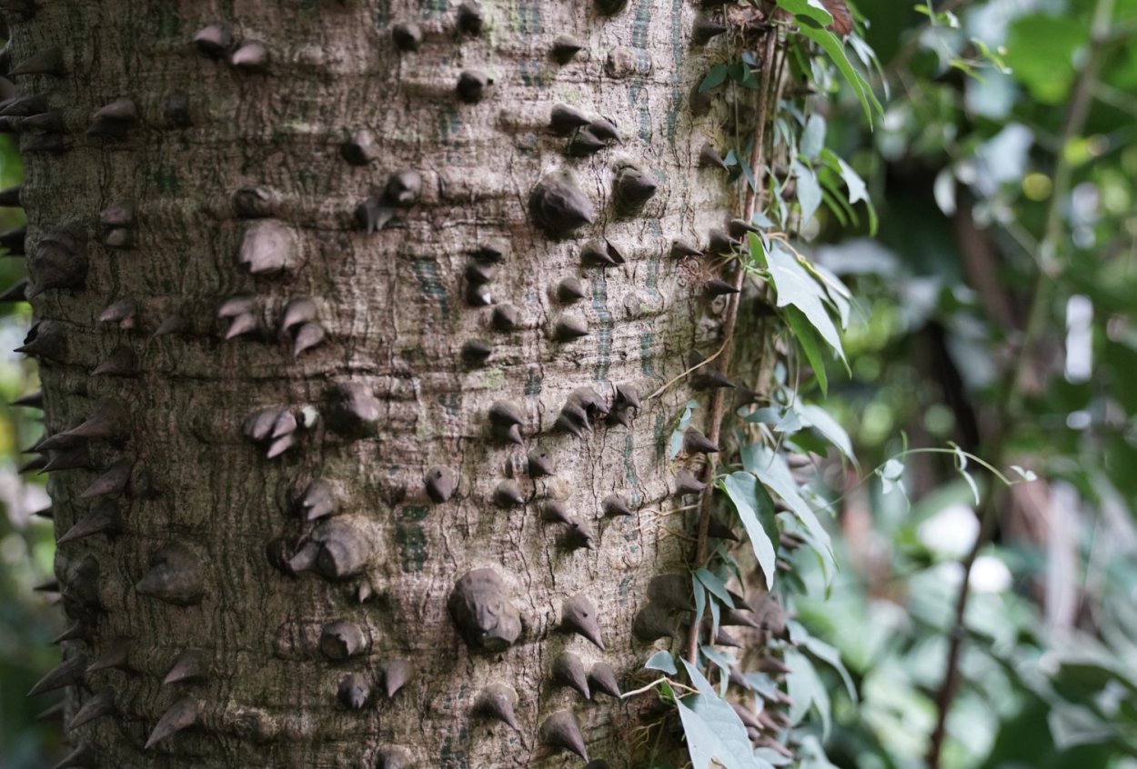 Декорации корень зла