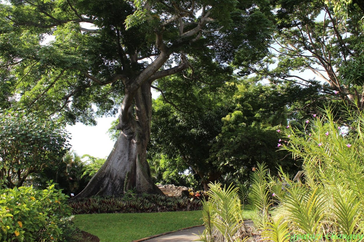 Южная Америка лес Сейба