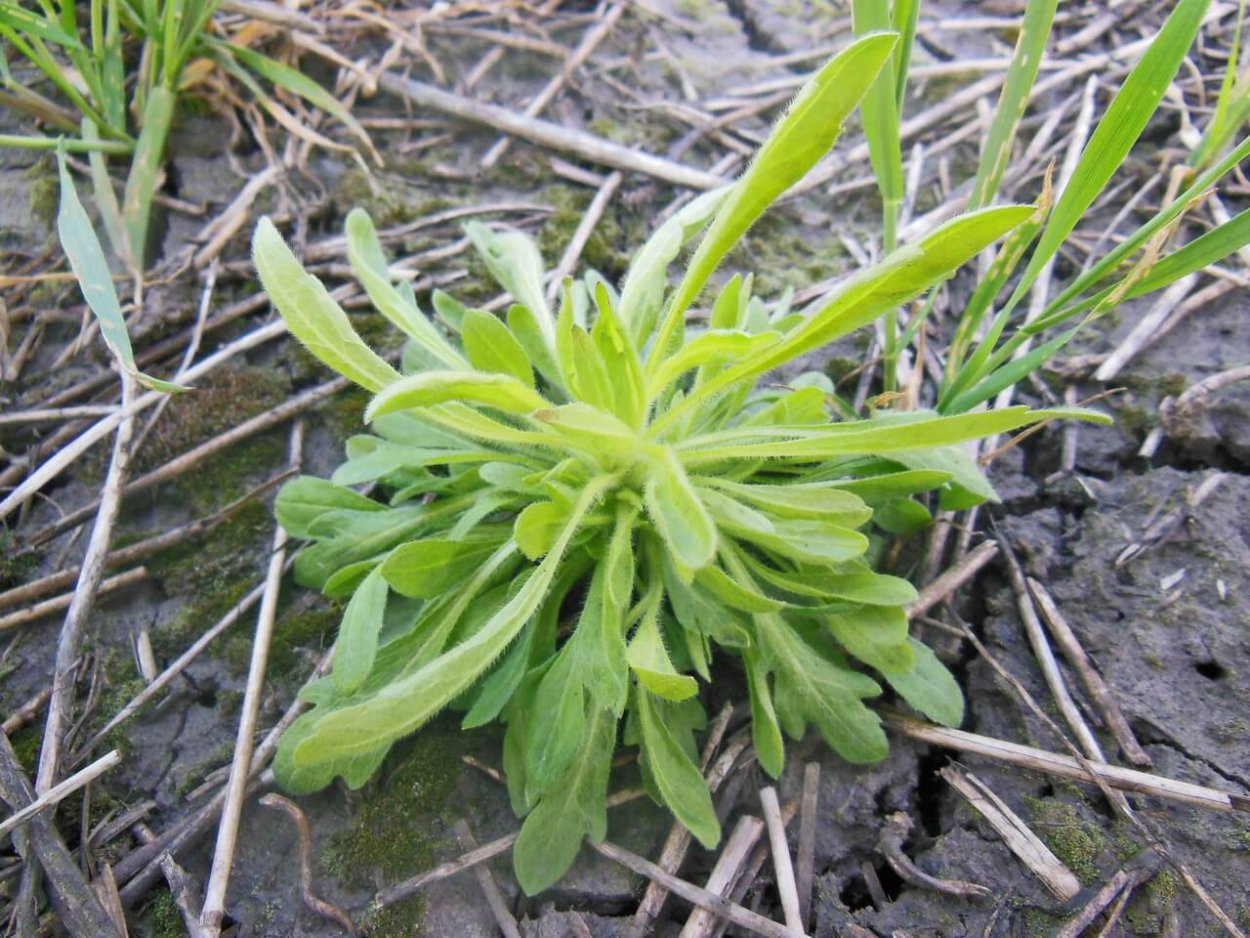 Василек синий всходы