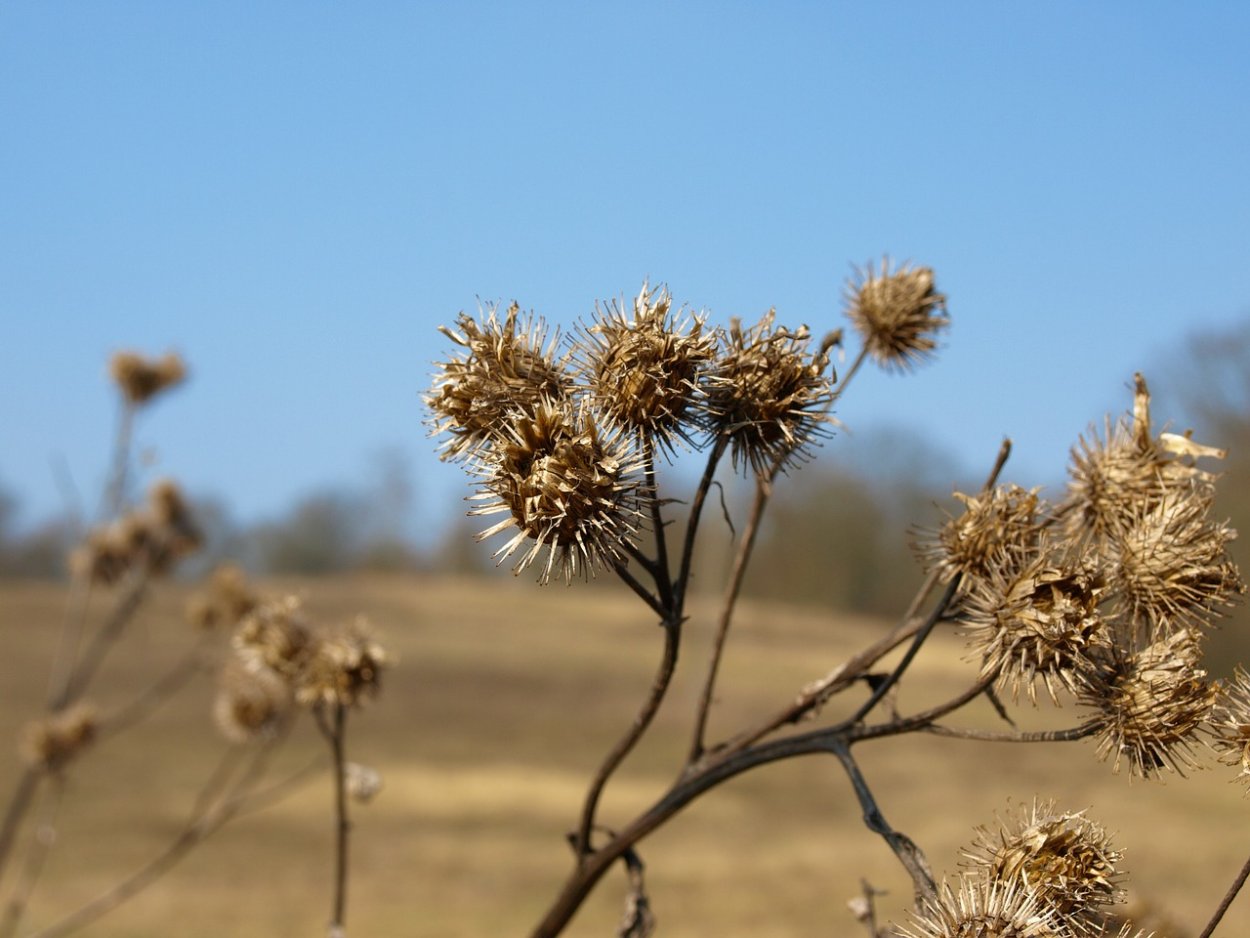 Семена перекати поле