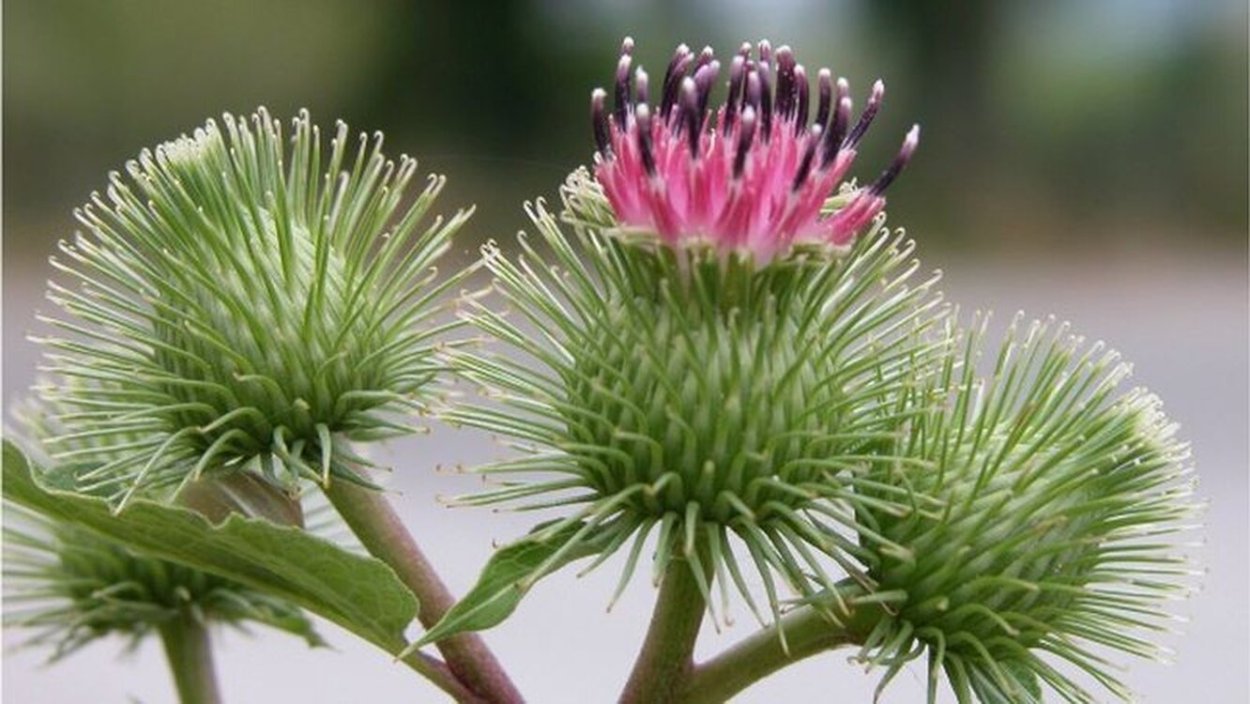 Репейник обыкновенный