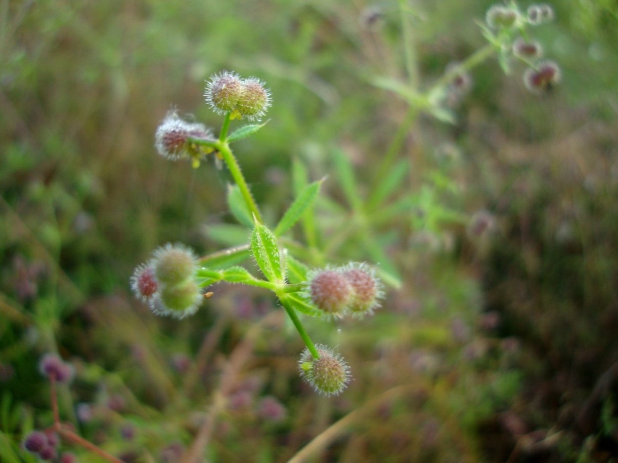 Подмаренник цепкий