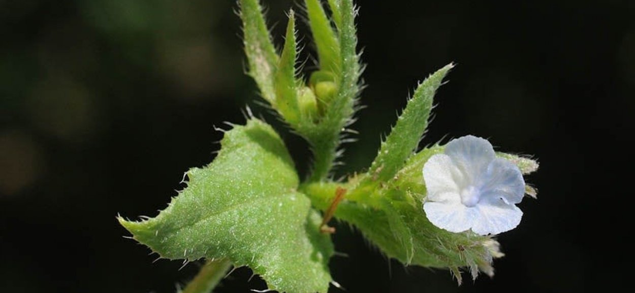 Кривоцвет Восточный