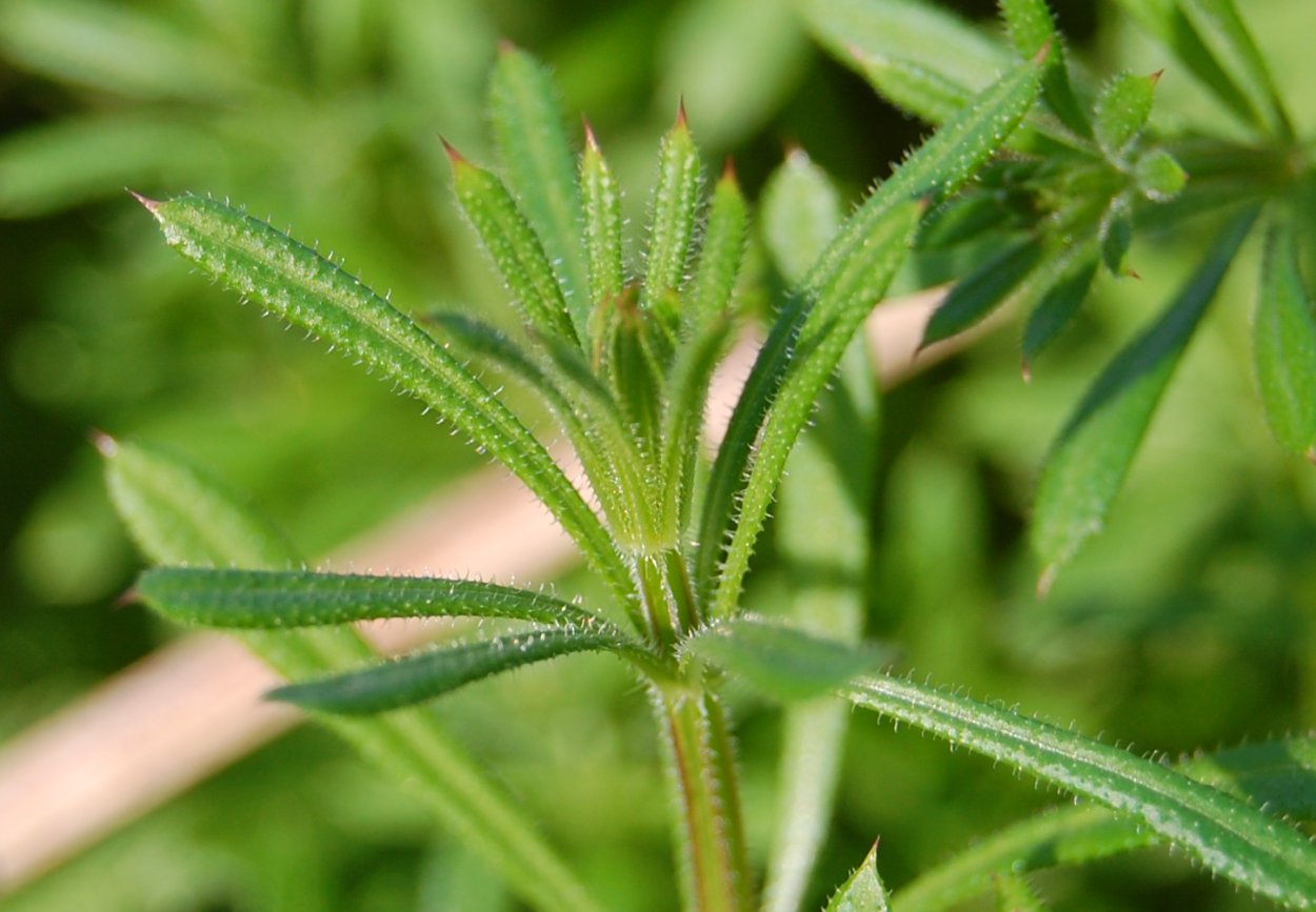 Подмаренник цепкий Gálium aparíne