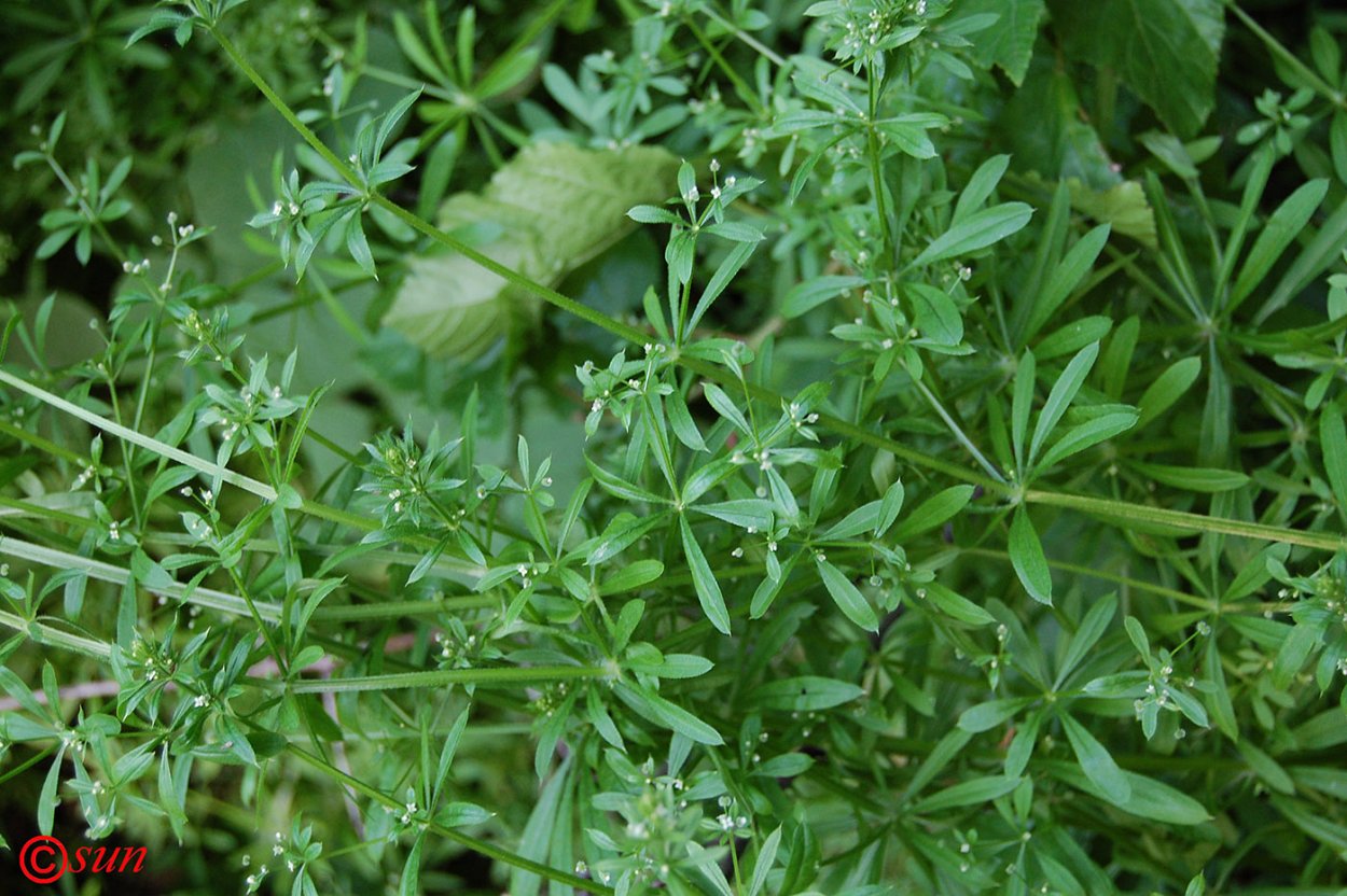 Подмаренник цепкий (Galium aparine l.)