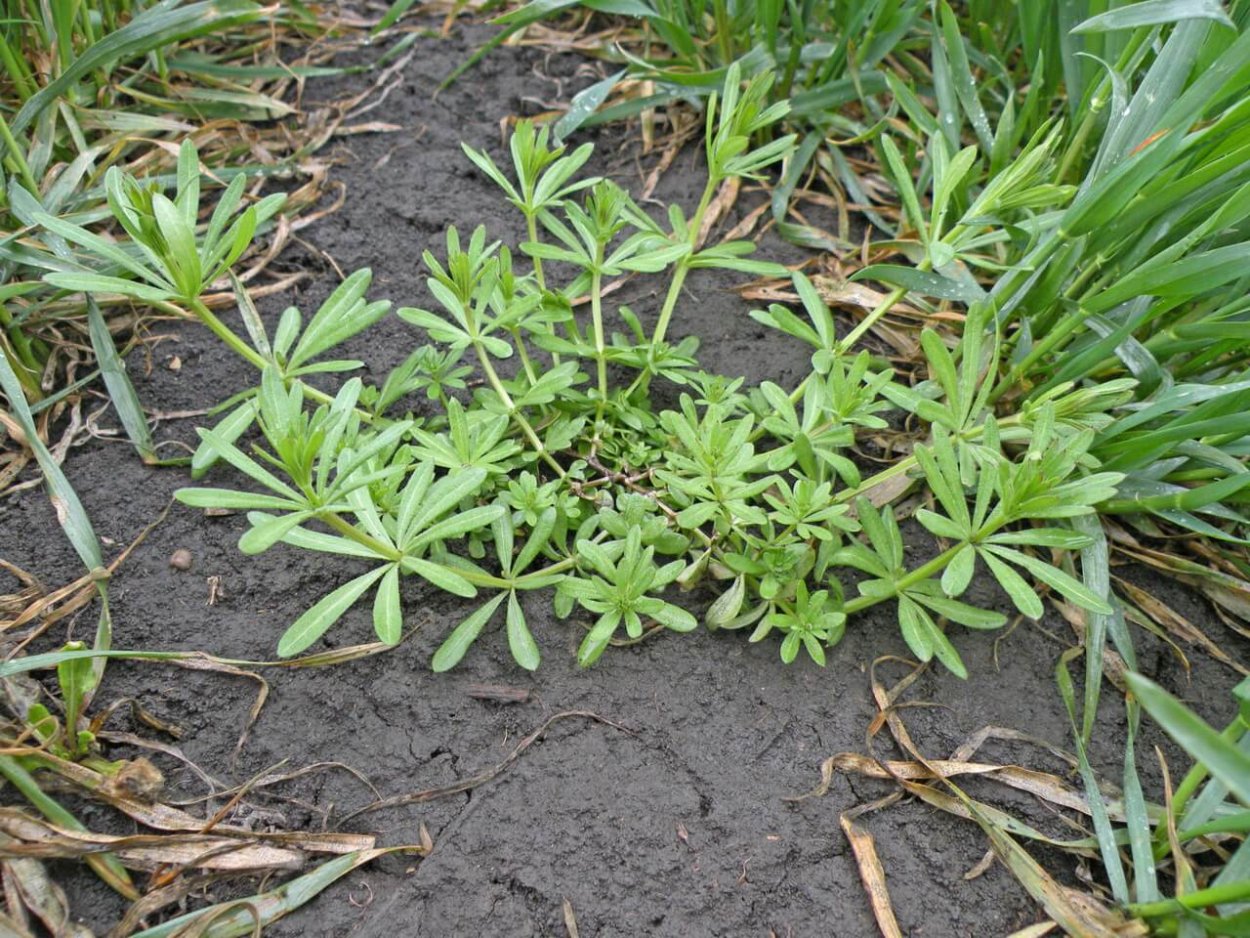 Подмаренник цепкий