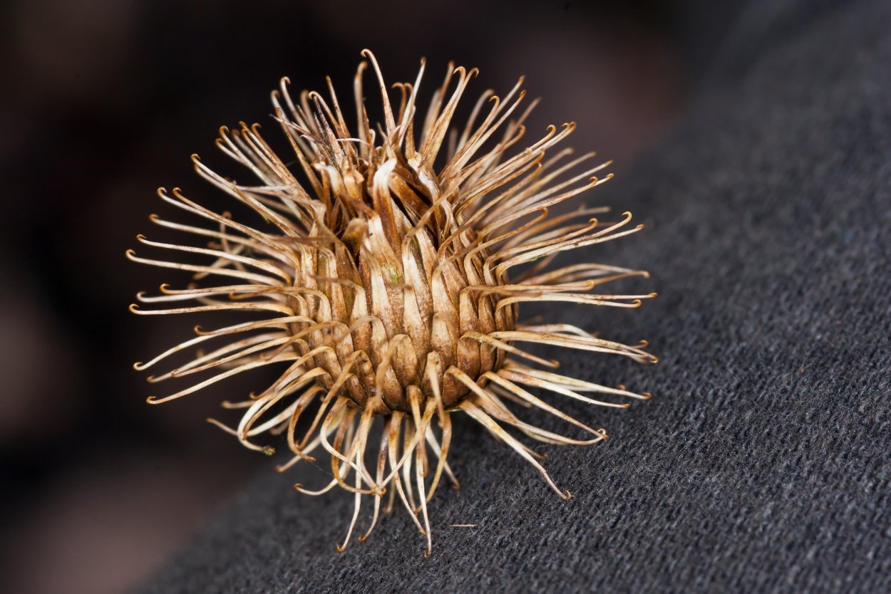 Колючки репейника