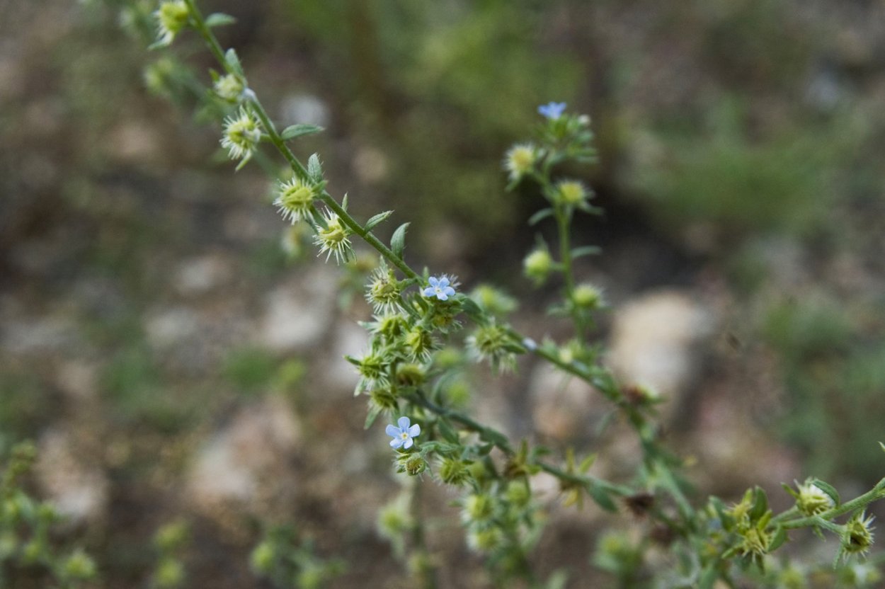 Липучка ежевидная (Lappula squarrosa),