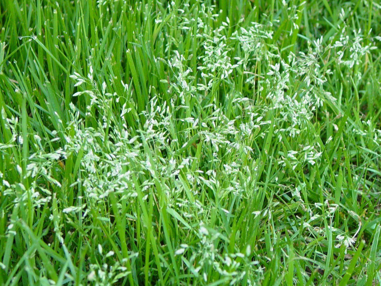 Мокрица трава сорняк