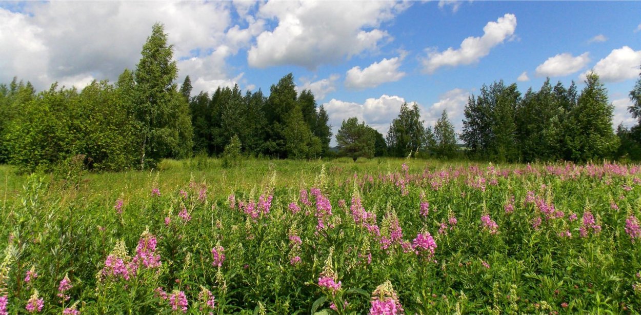 Растительный мир Республики Марий Эл