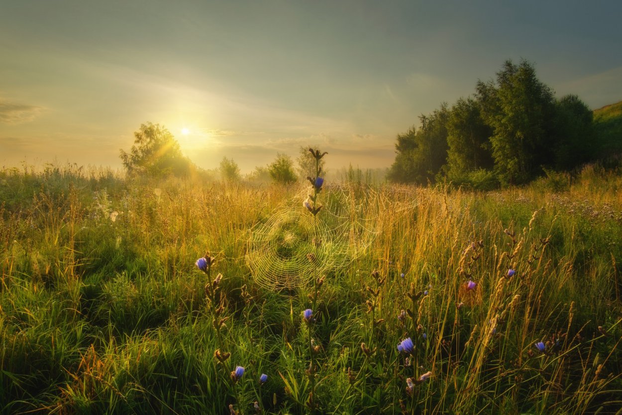 Константиново Рязанская область природа лето