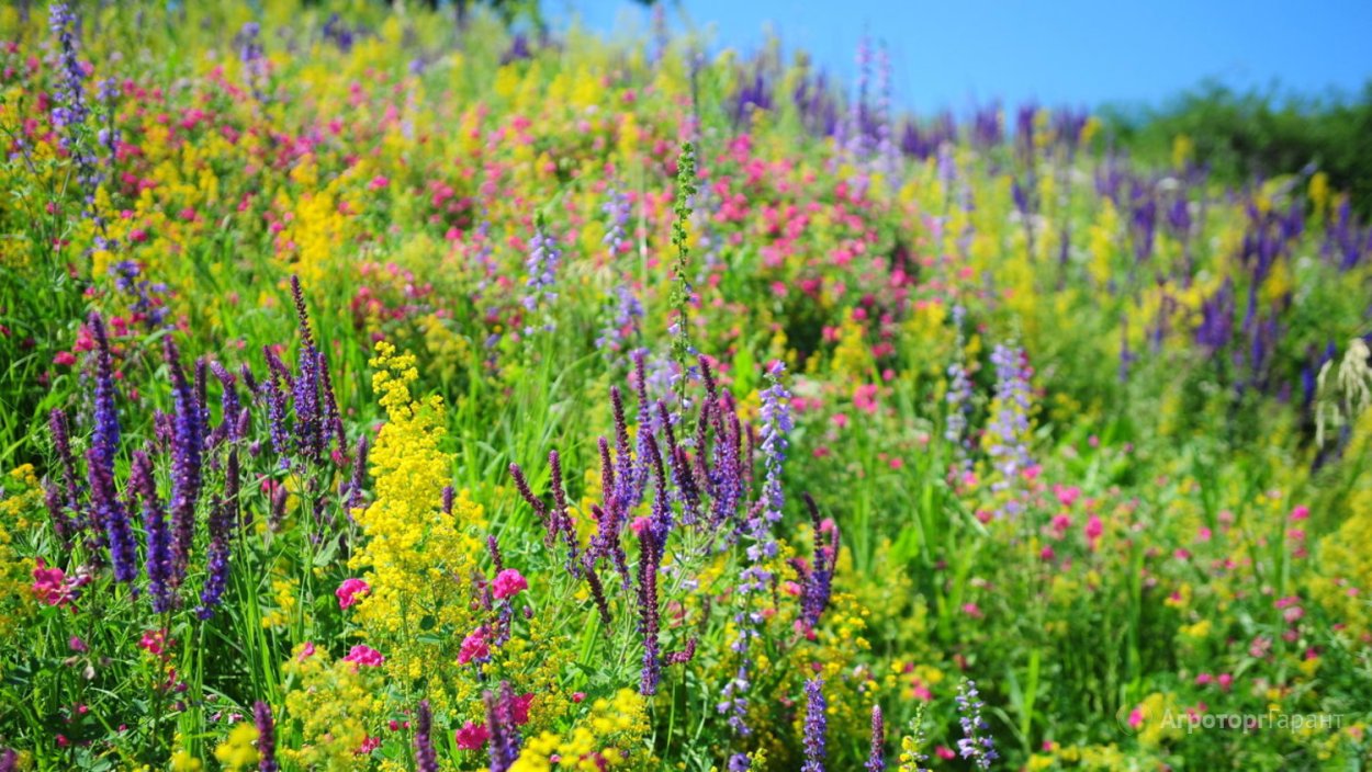 Разнотравье медоносы