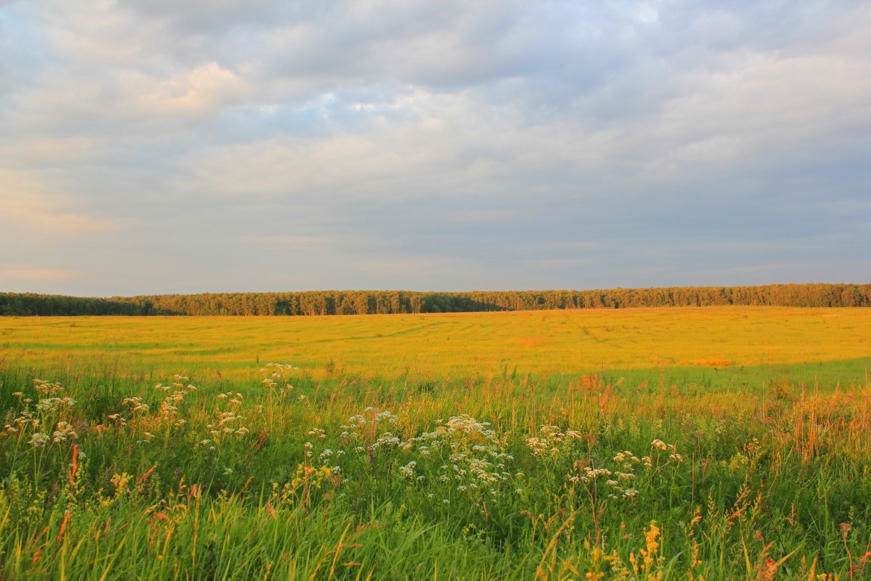 Лесостепи,Луга Орловщины