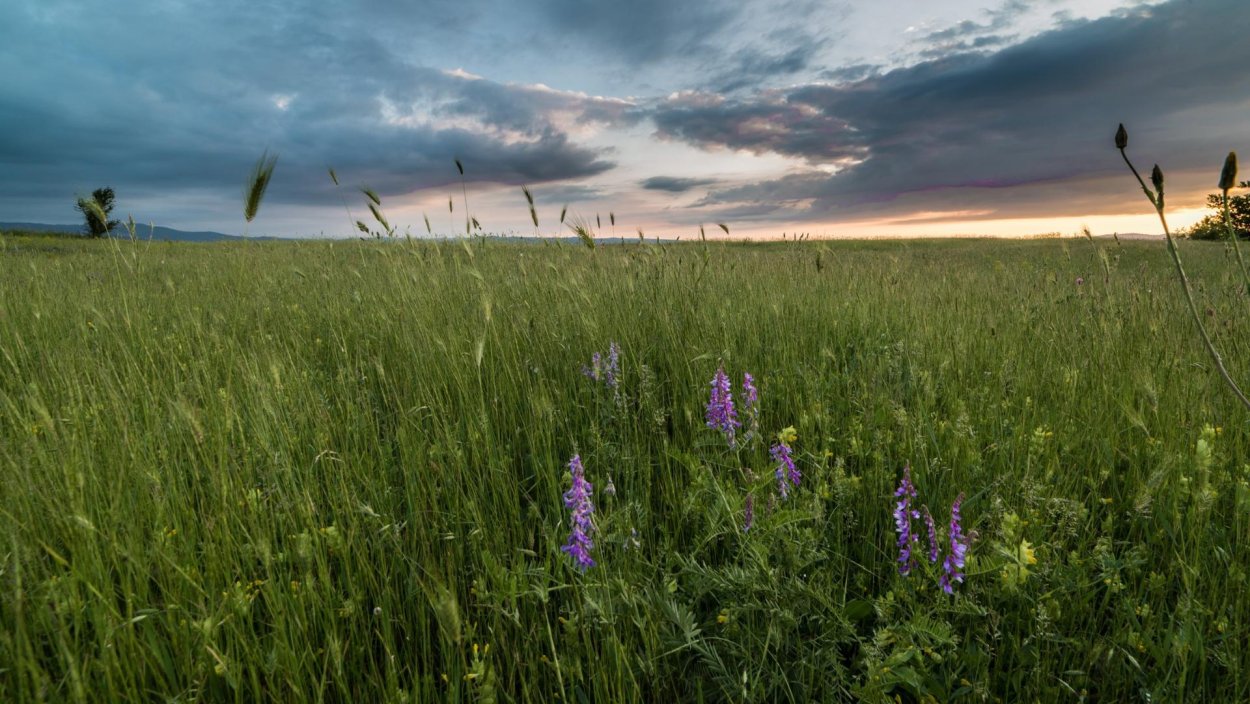 Обои на рабочий стол 1920х1080 поле