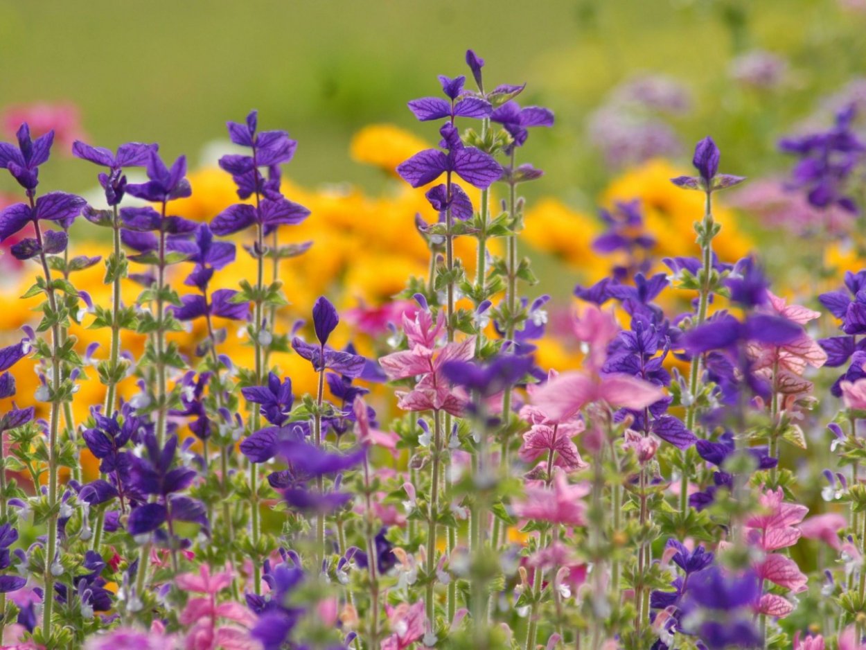 Мавританский газон Альпийский луг