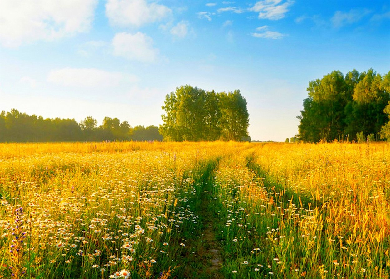 Поля и Луга России