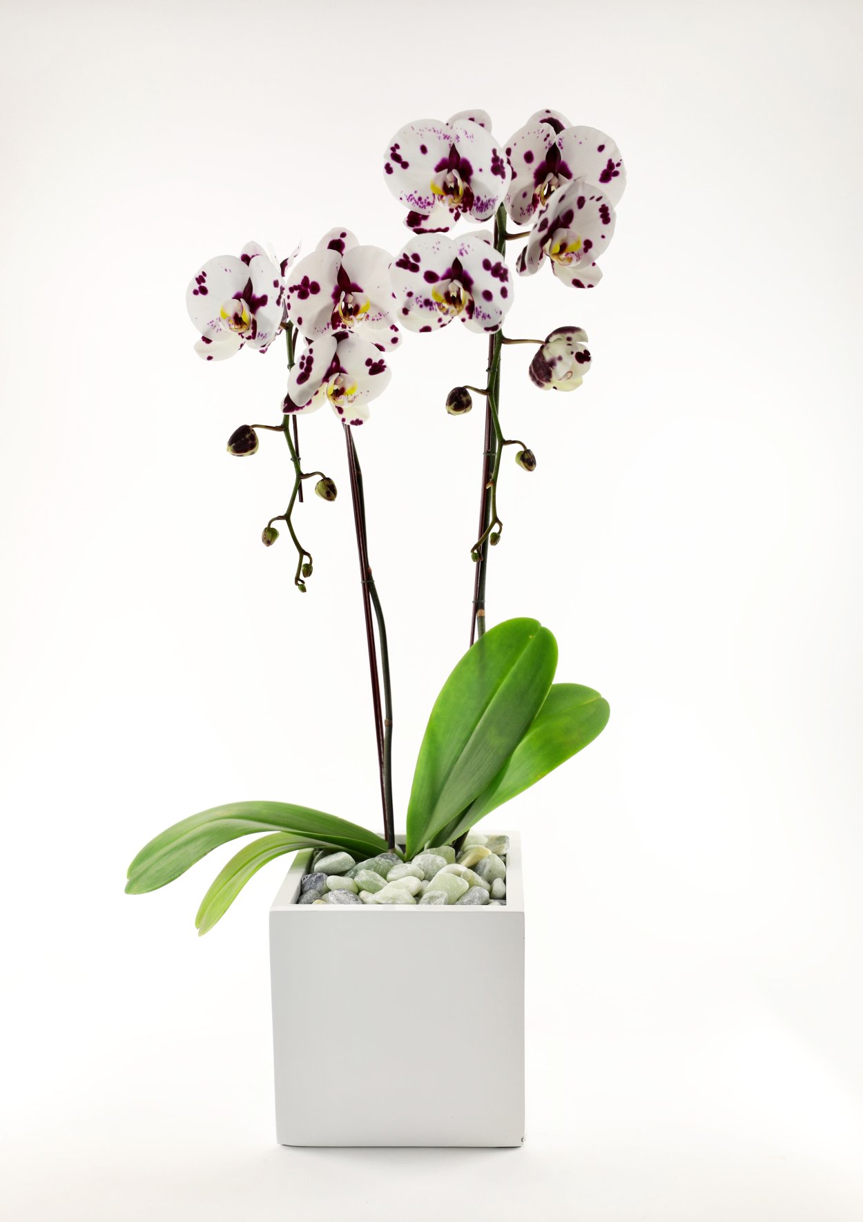 Фаленопсис Wild Bush