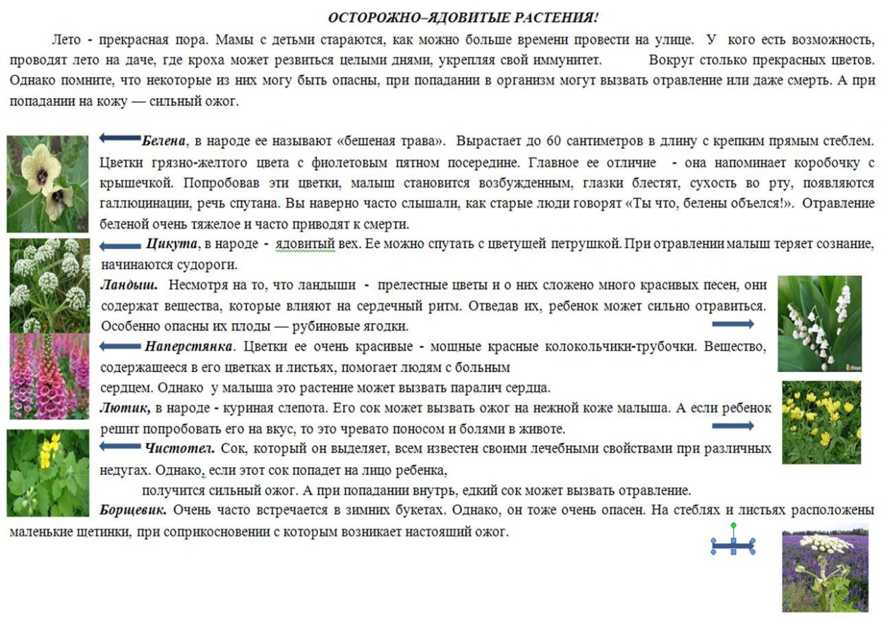 Борщевик Мантегацци