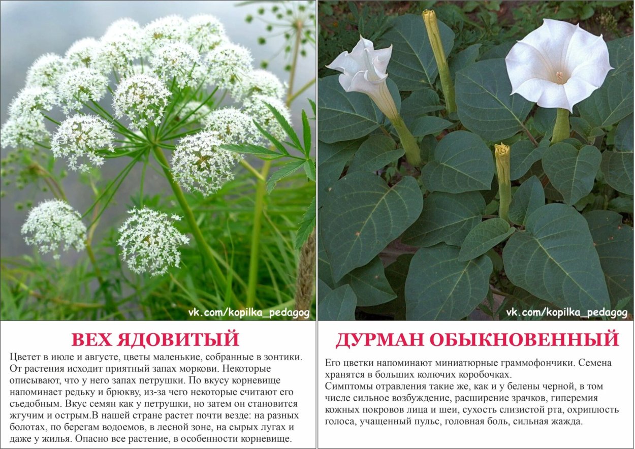 Ядовитые растения в Самарской области петрушка описание