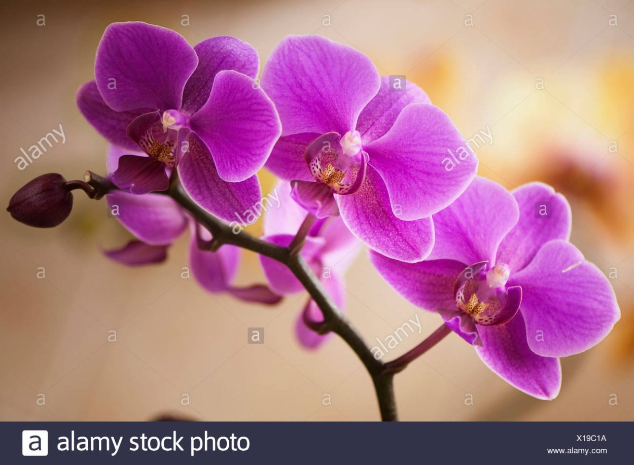 Крупные фиолетовые орхидеи