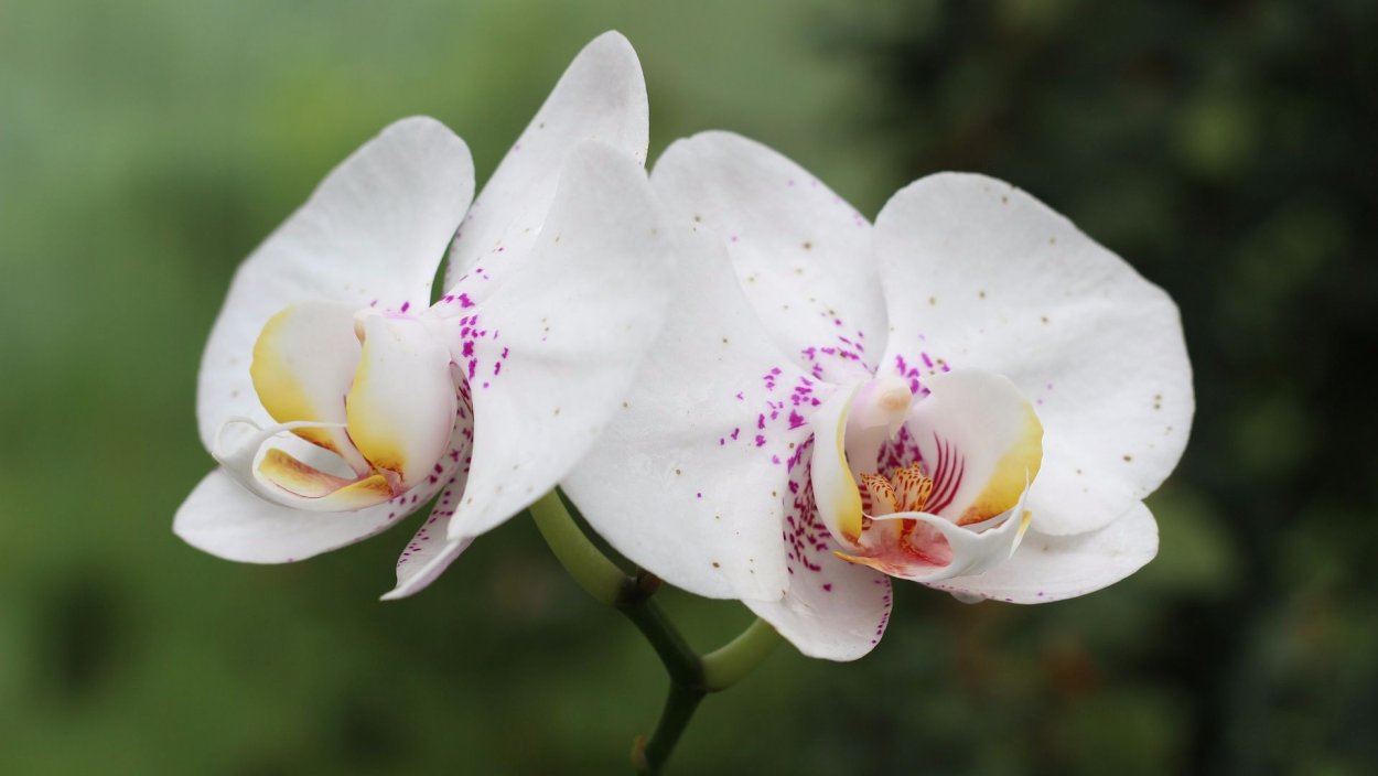 Phalaenopsis Liu's Triprince