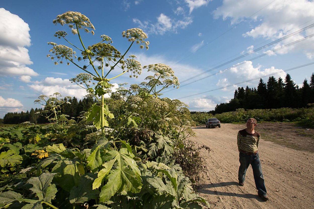 Борщевик Сибирский