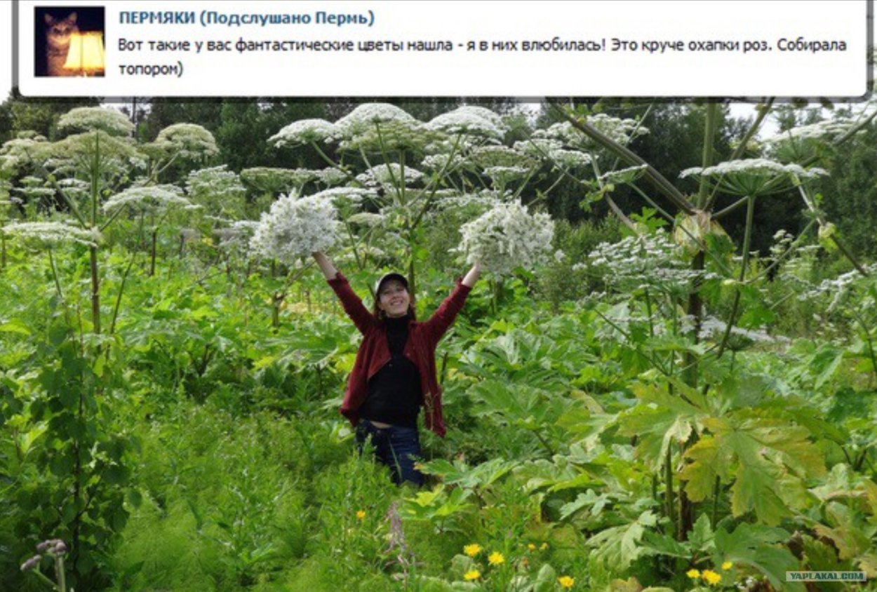 Стебель борщевика