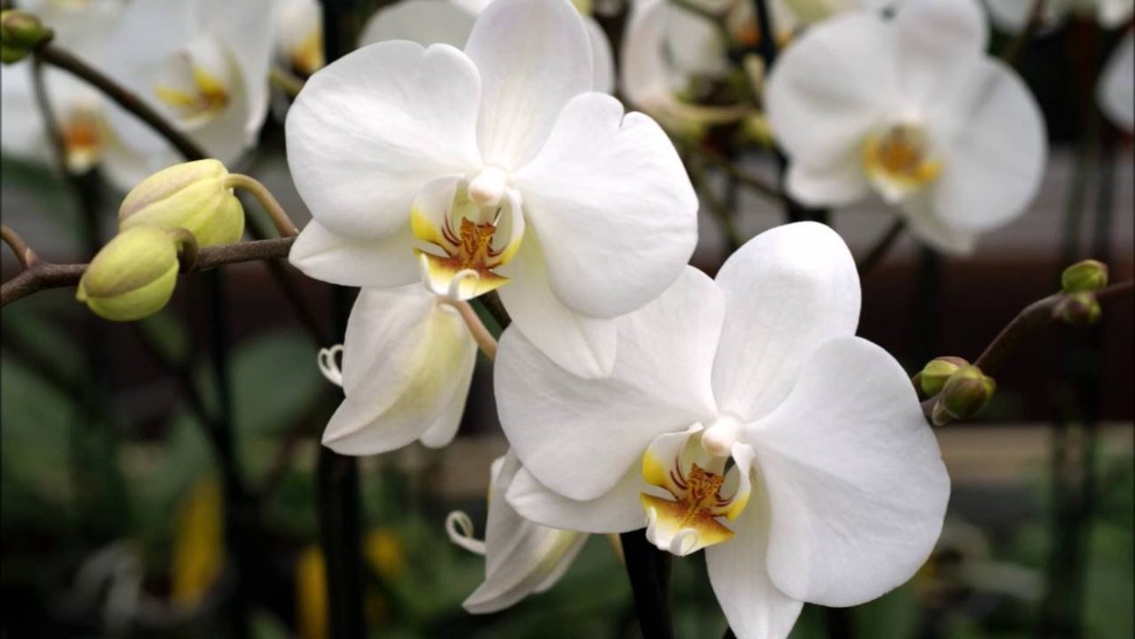 Орхидея фаленопсис Линда