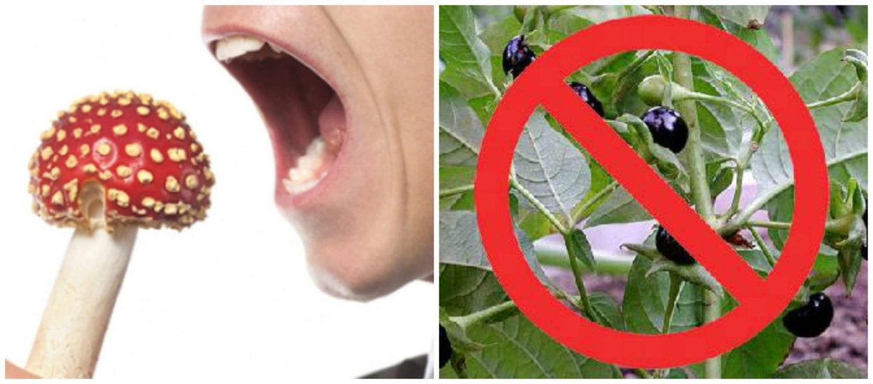 Курай, дягиль, борщевик