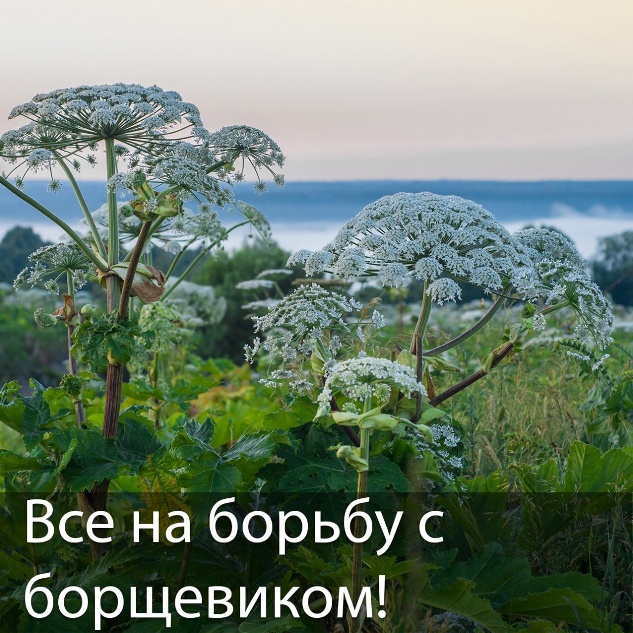 Борщевик Сосновского