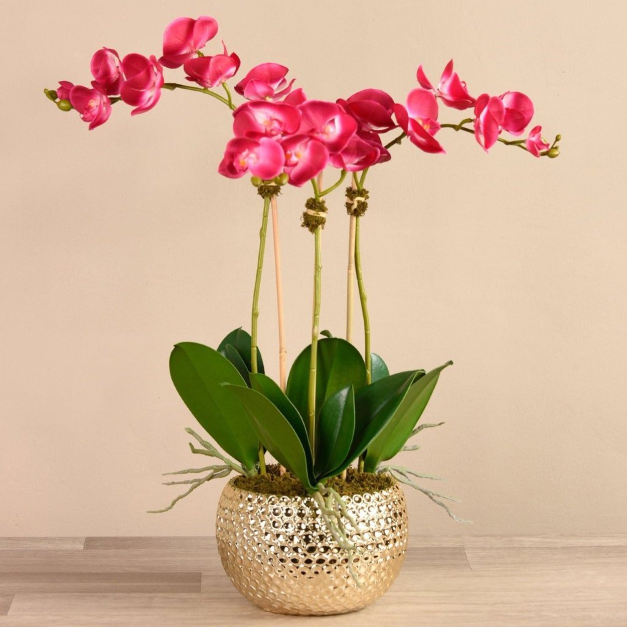 Фаленопсис Амбиансе