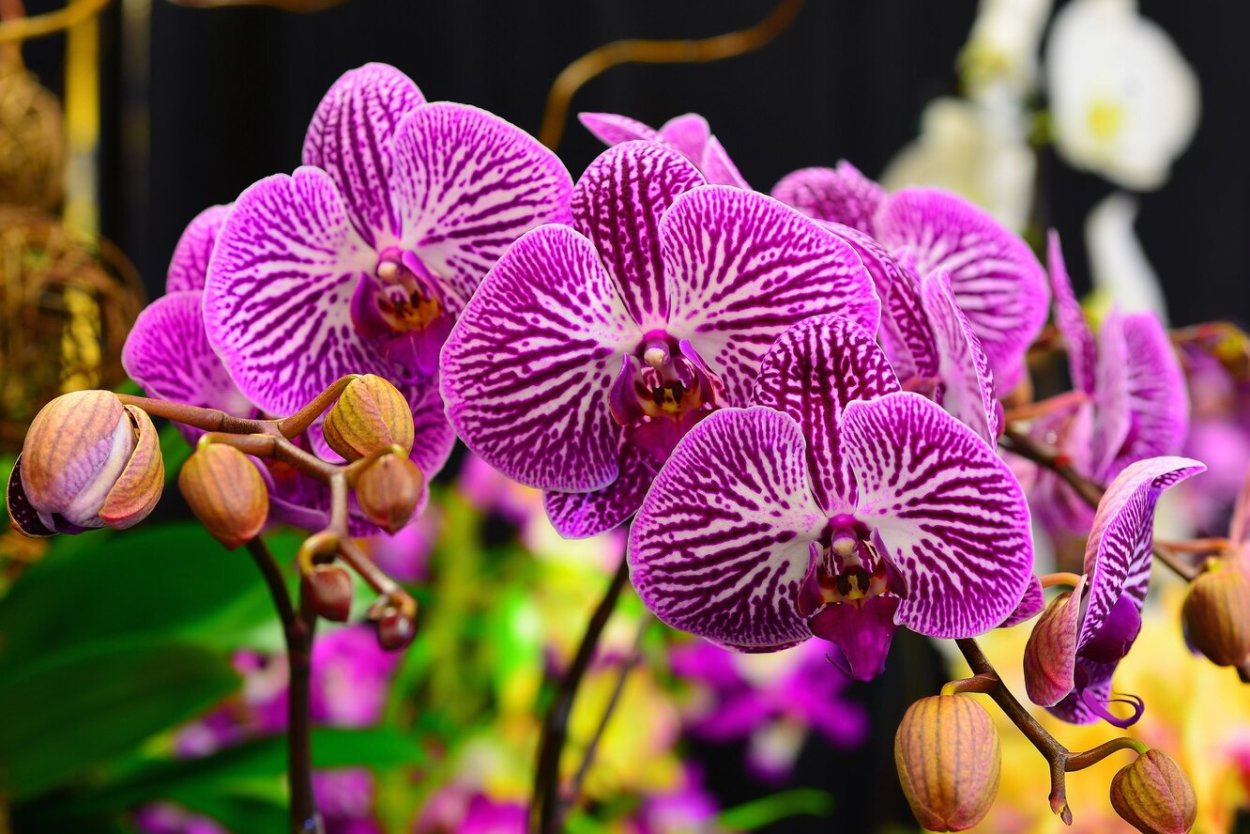 Орхидея фаленопсис Калифорния