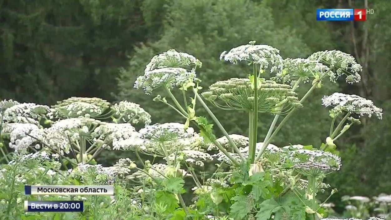 Борщевик КРС