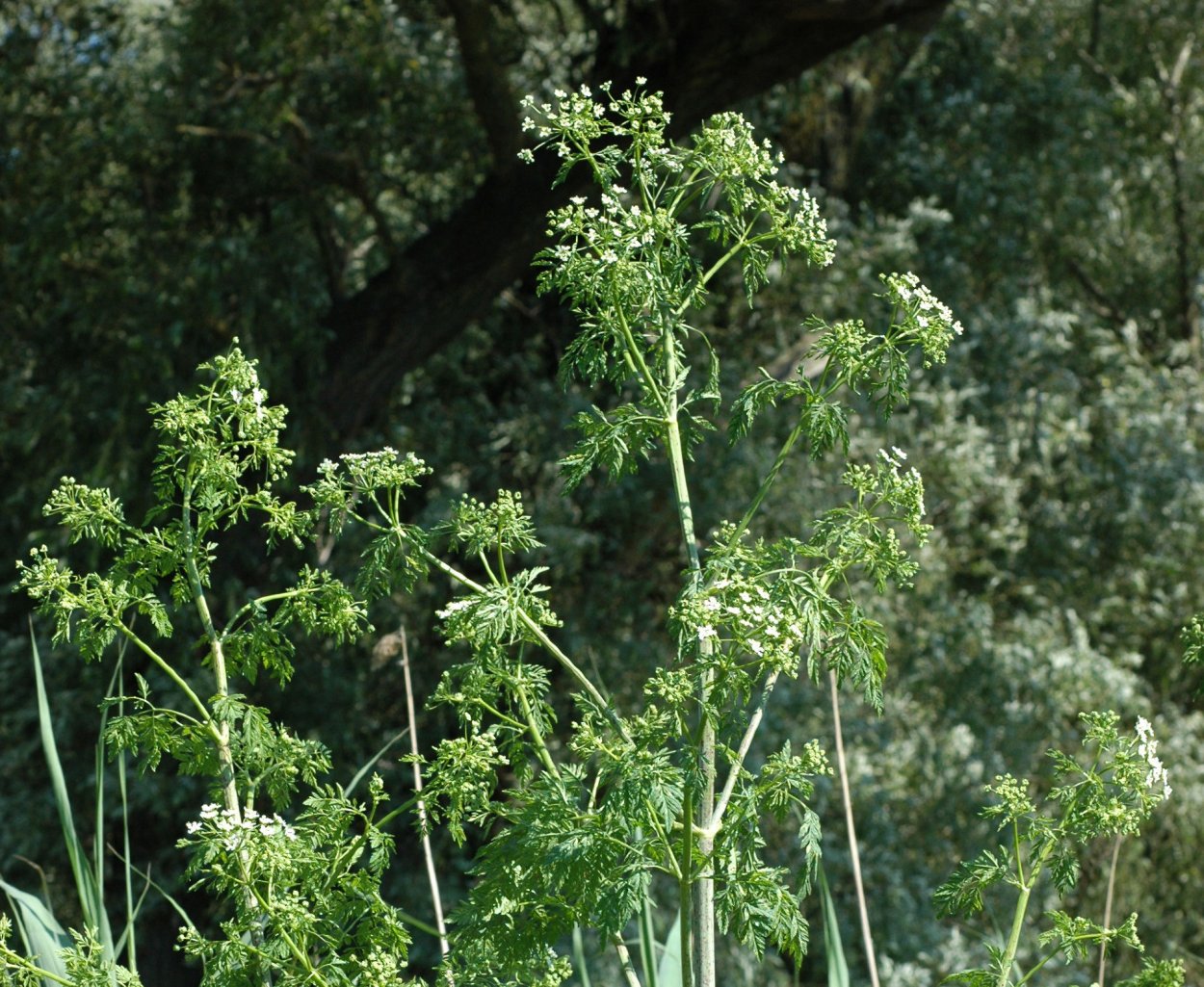 Борщевик ядовитое растение ожоги