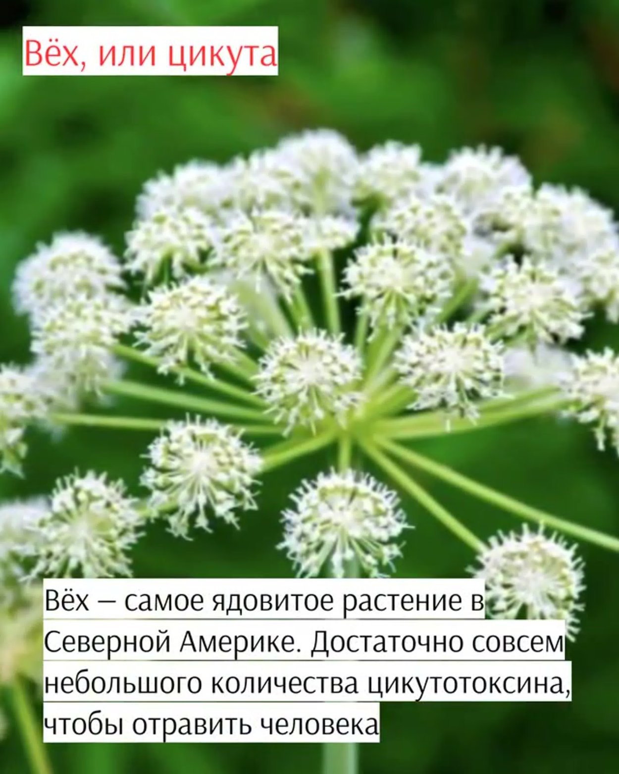 Растение которое все знает