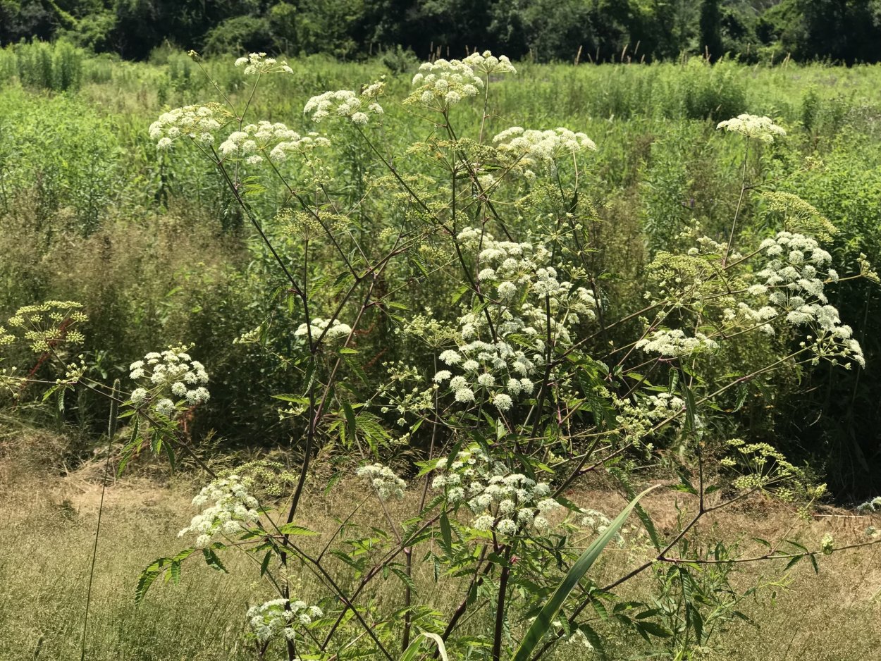 Костюм амброзии