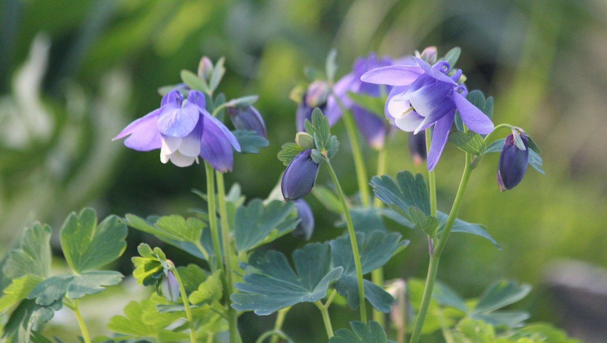 Борщевик Мантегацци и Сосновского