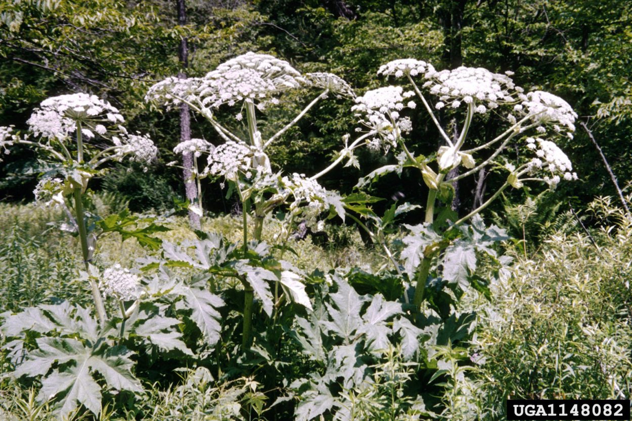 Борщевик Сибирский листья