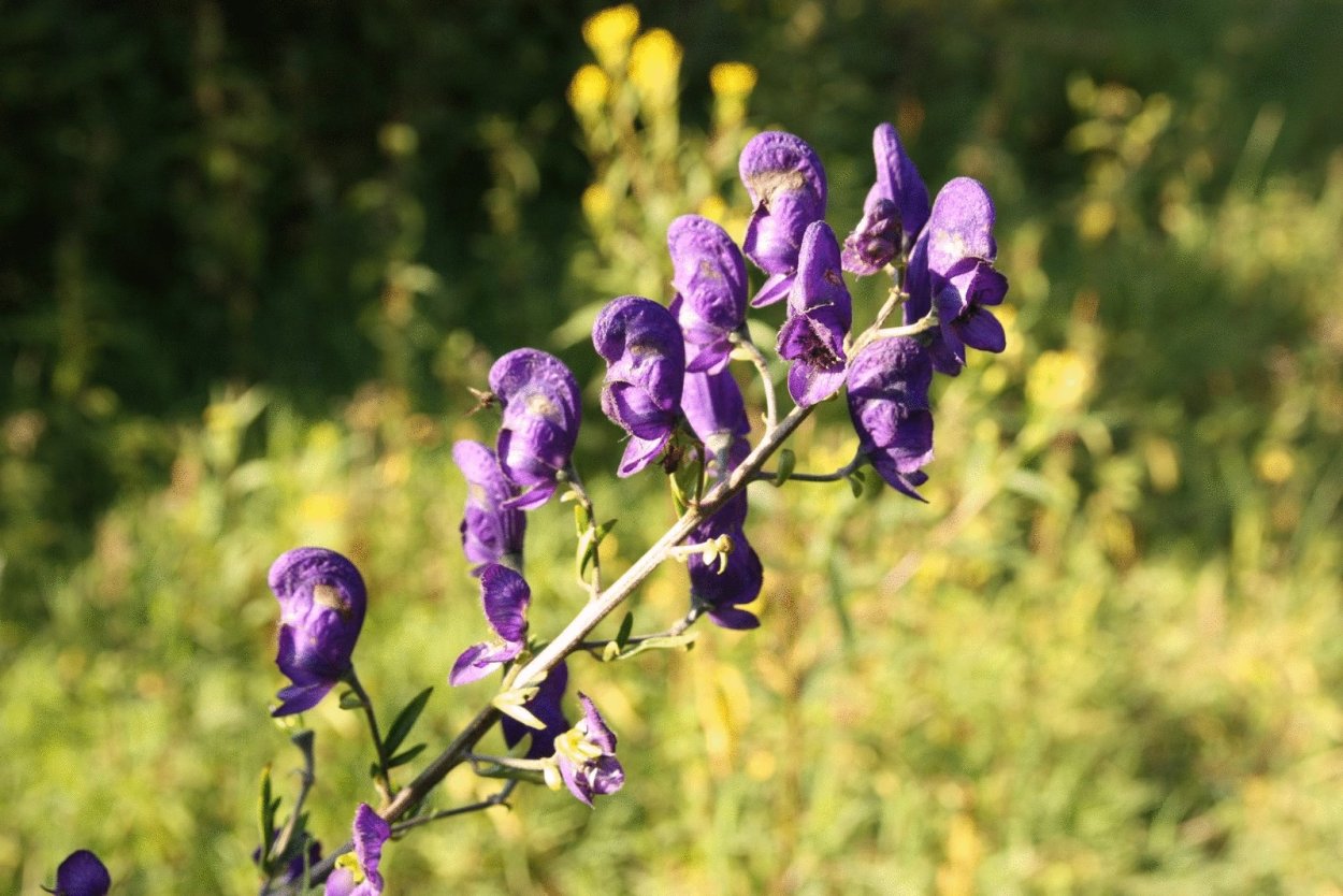 Ядовитые растения названия