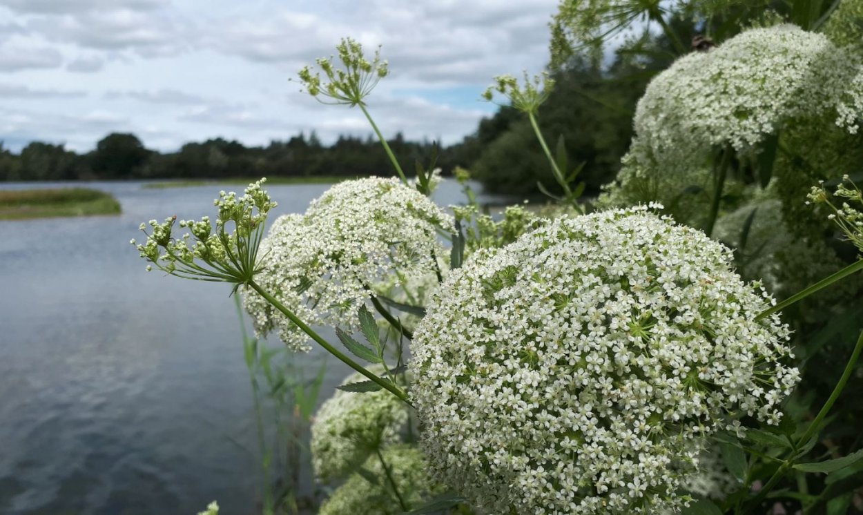 Вех и болиголов