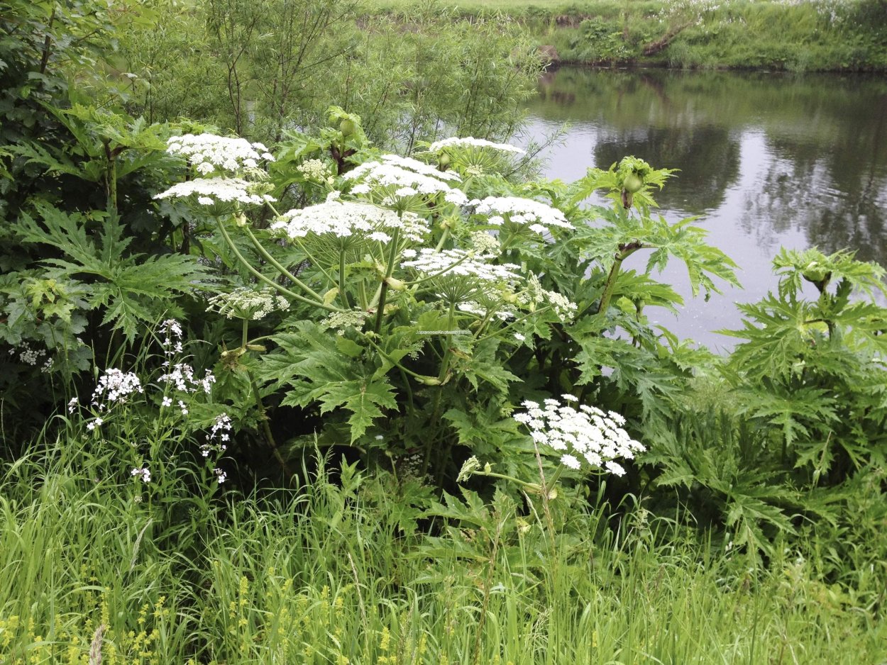 Oenanthe crocata ядовитое растение