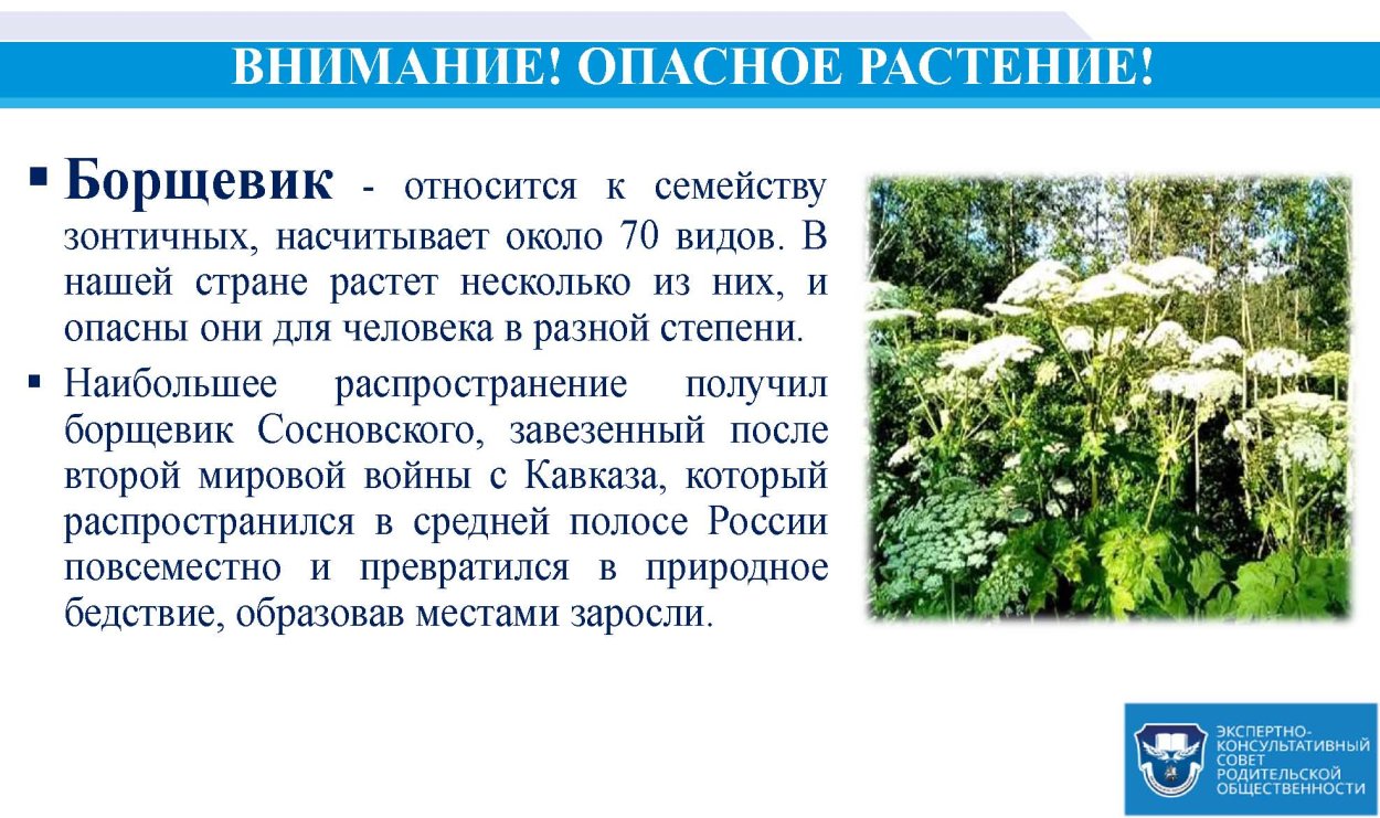 Борщевик ядовитое растение