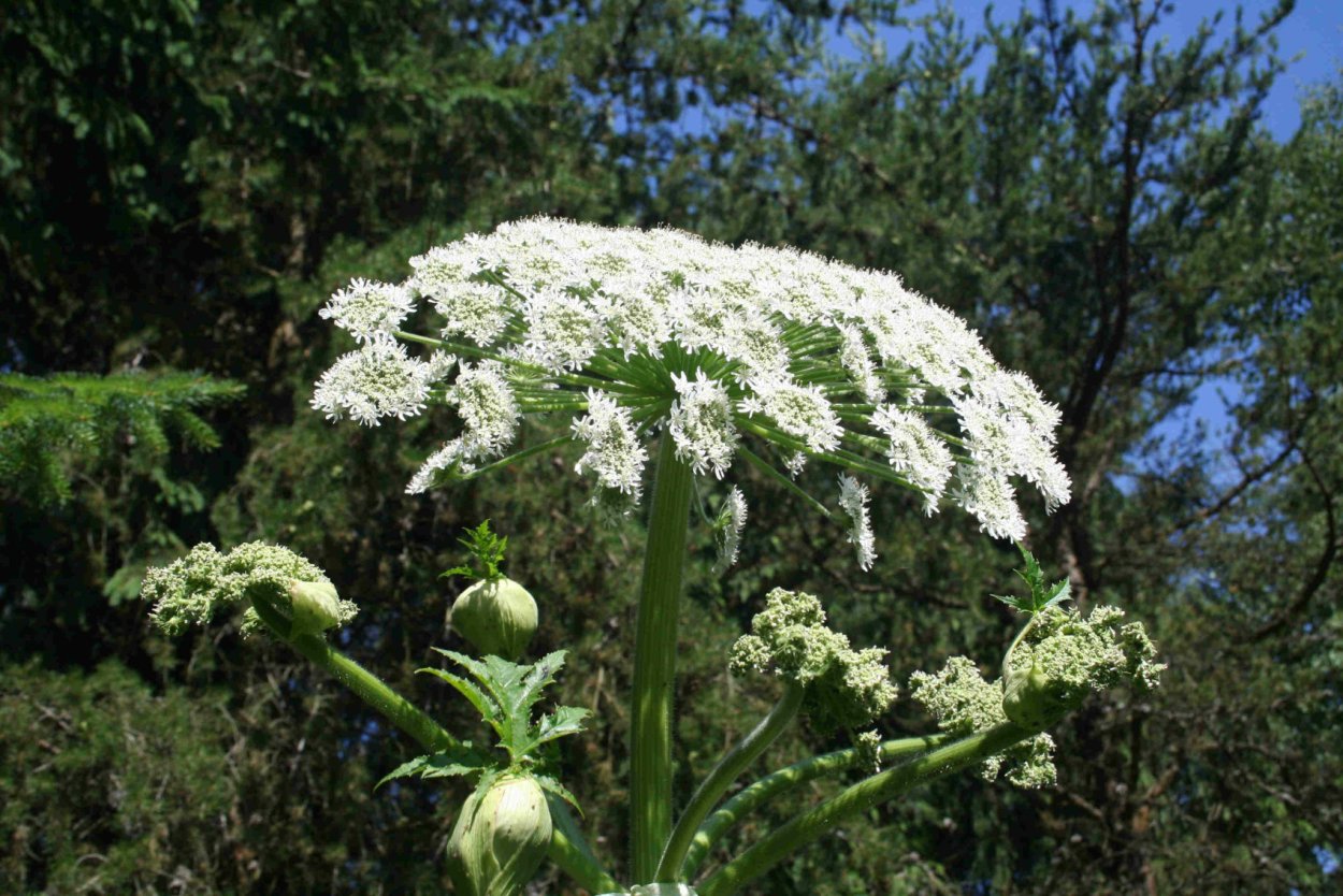 Купина Неопалимая растение в Крыму