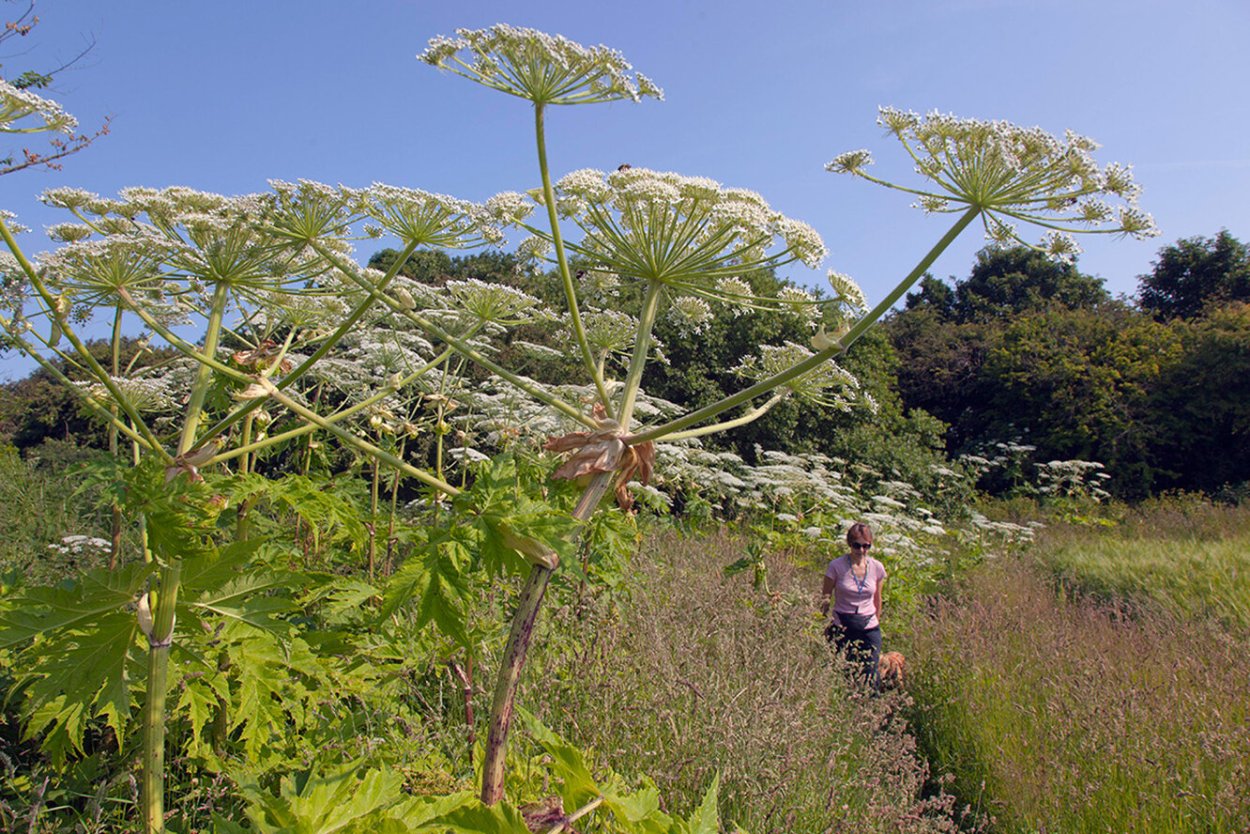 Какую траву нельзя кроликам