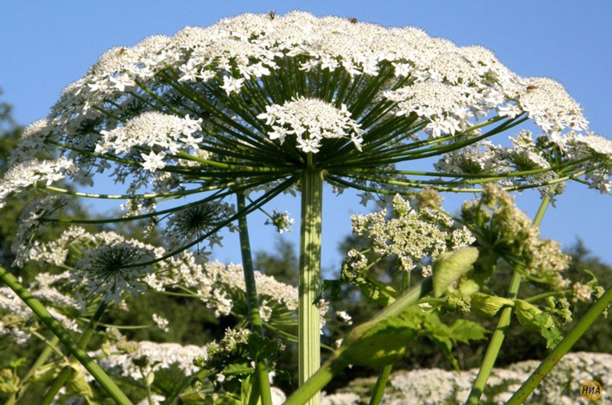 Опасные растения России