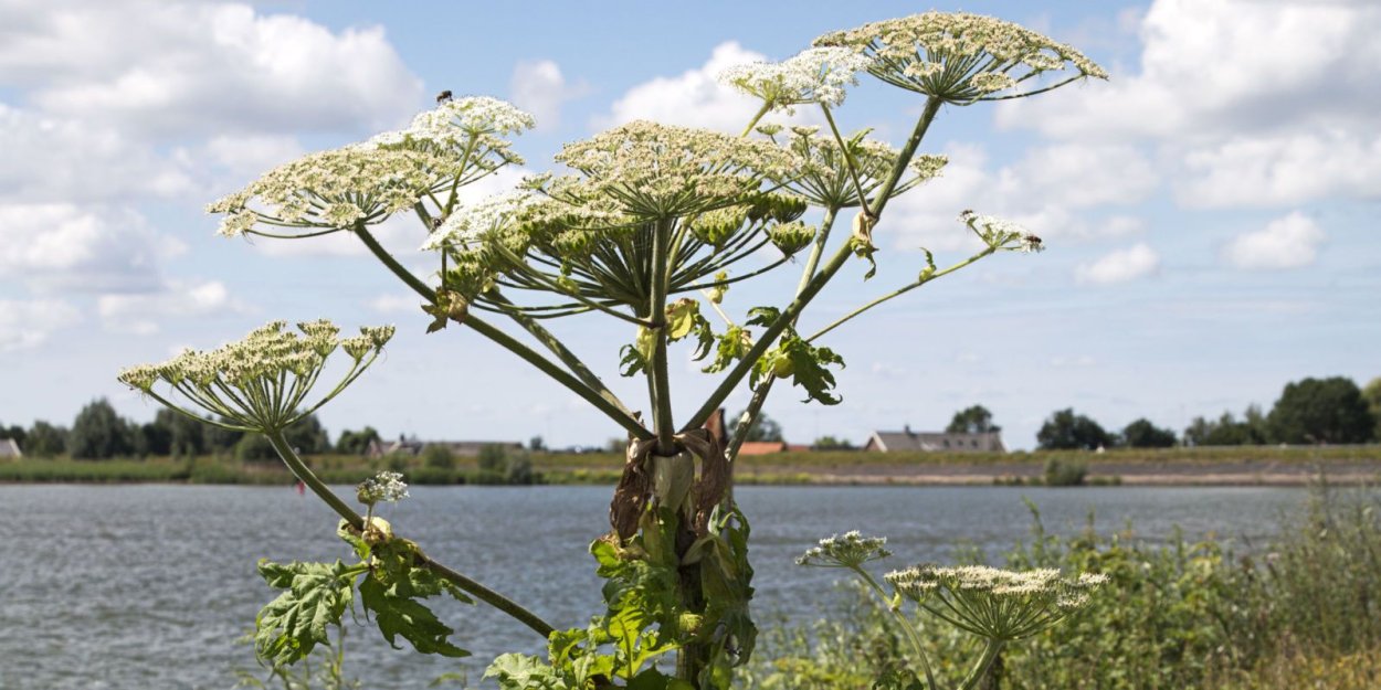 Борщевик Сосновского соцветие