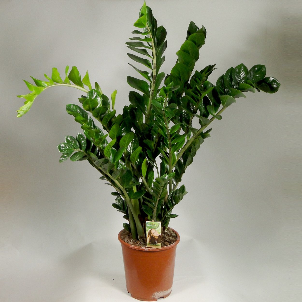 Растение замиокулькас