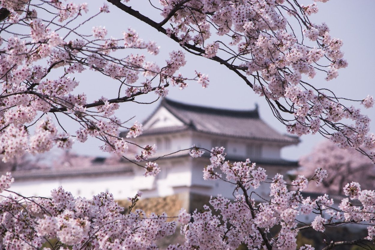 Сакура фон Эстетика